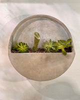 Potted Cement Wall Planter - Plant Daddy