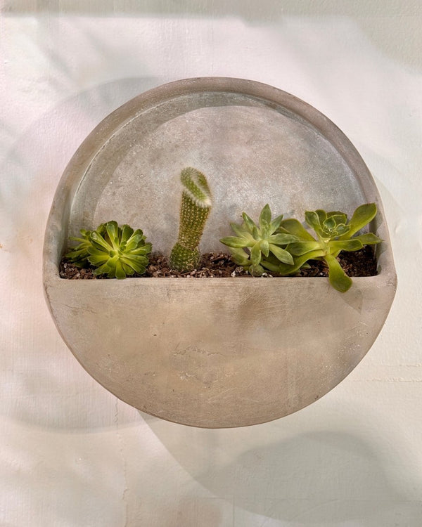 Potted Cement Wall Planter - Plant Daddy