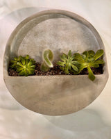 Potted Cement Wall Planter - Plant Daddy