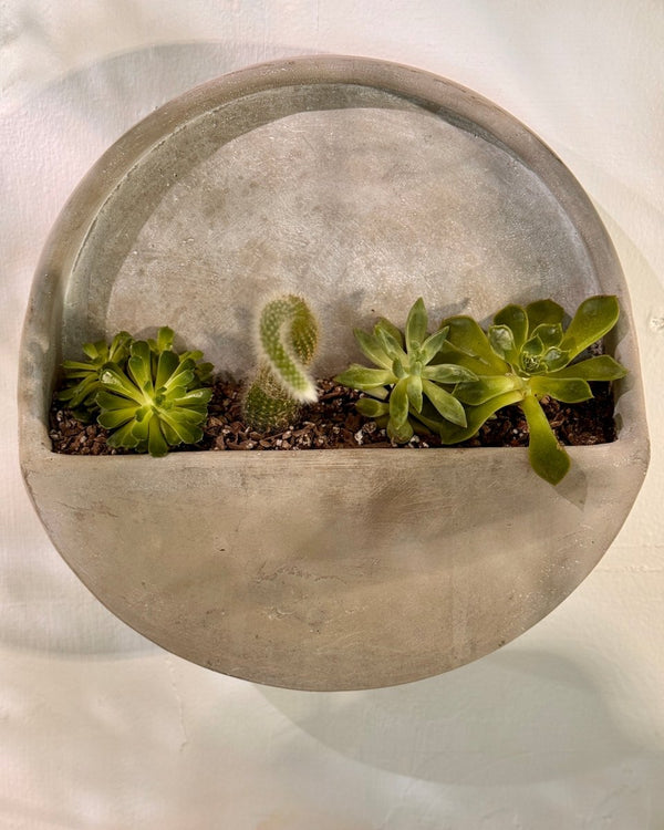 Potted Cement Wall Planter - Plant Daddy