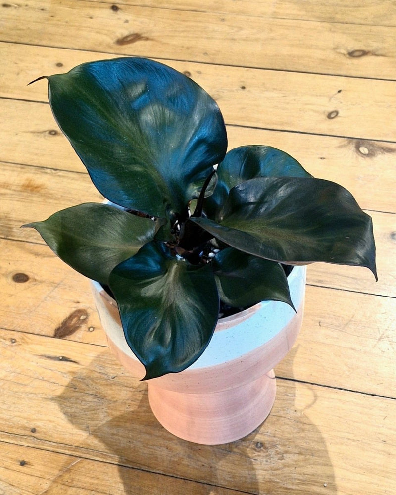 Potted Creations - Plant Daddy