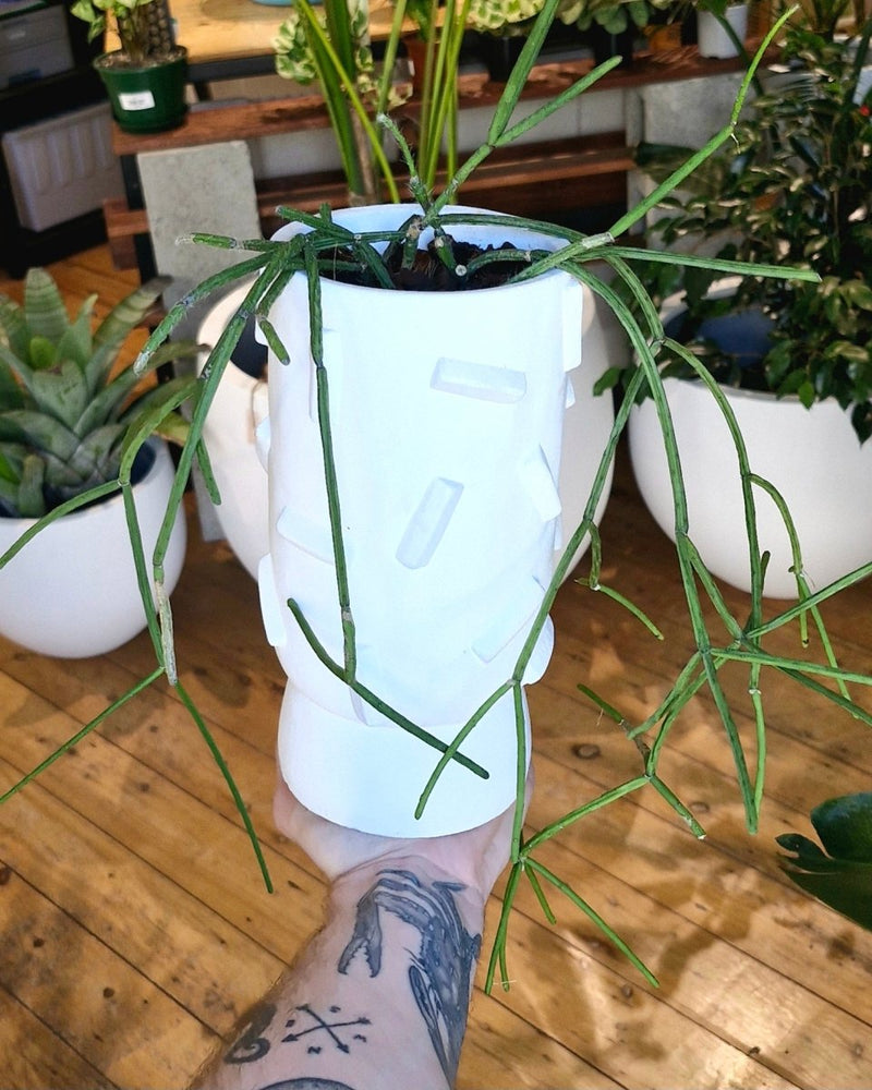 Potted Creations - Plant Daddy