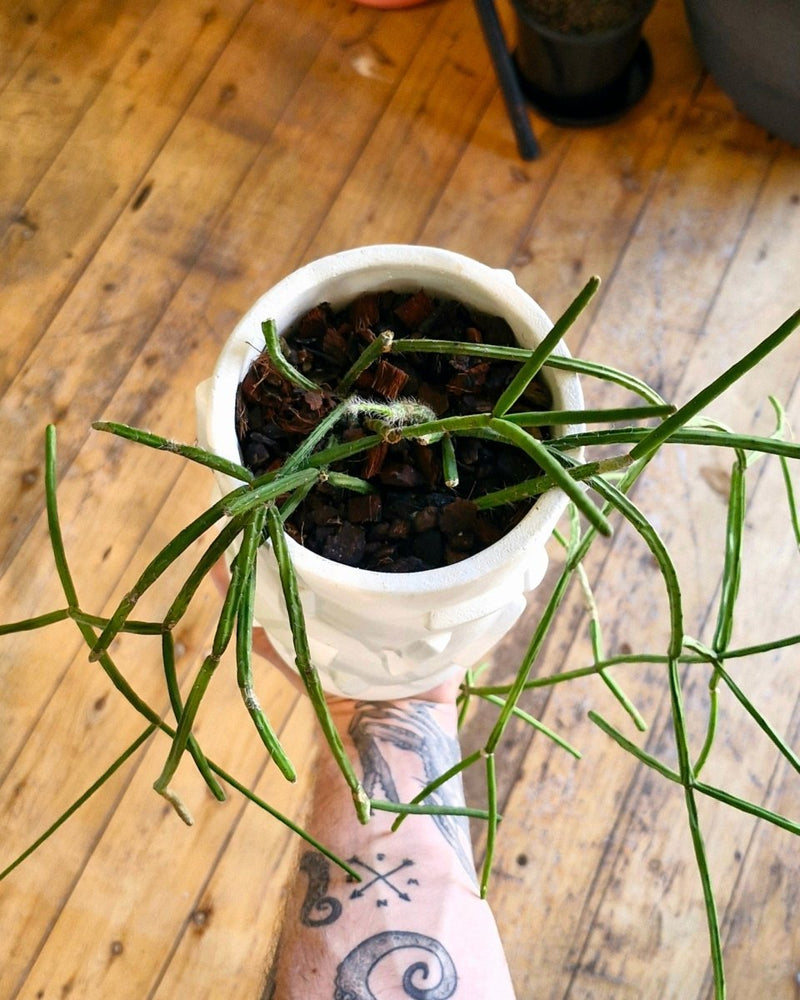 Potted Creations - Plant Daddy