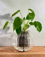 Potted Cup O Flora (Medium) - Plant Daddy