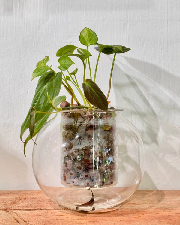 Potted Cup O Flora (Medium) - Plant Daddy