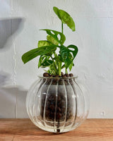 Potted Cup O Flora (Medium) - Plant Daddy