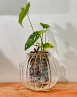 Potted Cup O Flora (Medium Ribbed) - Plant Daddy