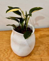 Potted Hydroponic Vases - Plant Daddy