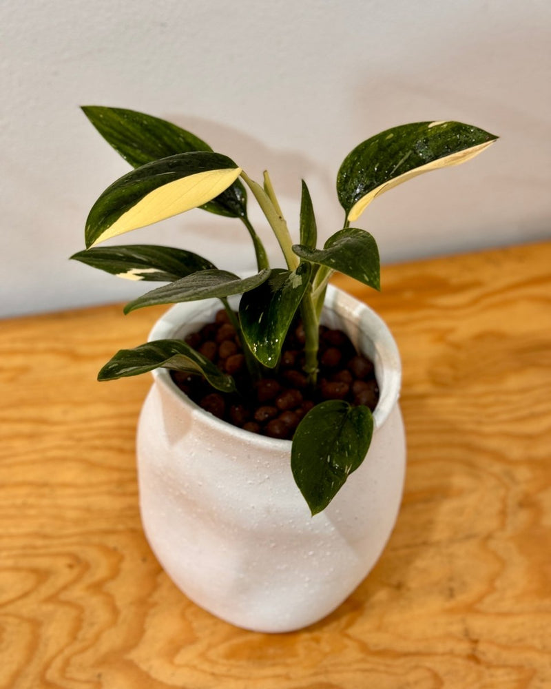 Potted Hydroponic Vases - Plant Daddy