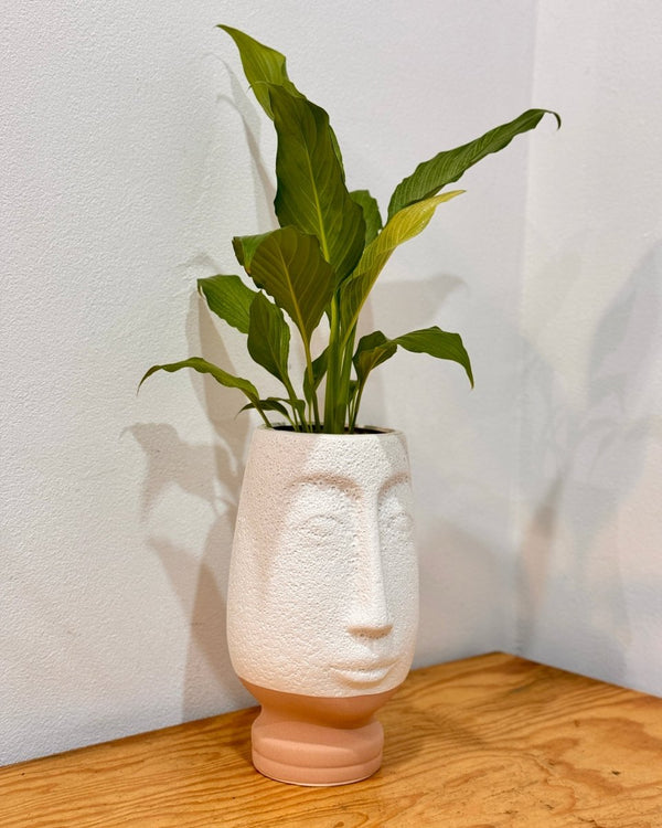 Potted Hydroponic Vases - Plant Daddy
