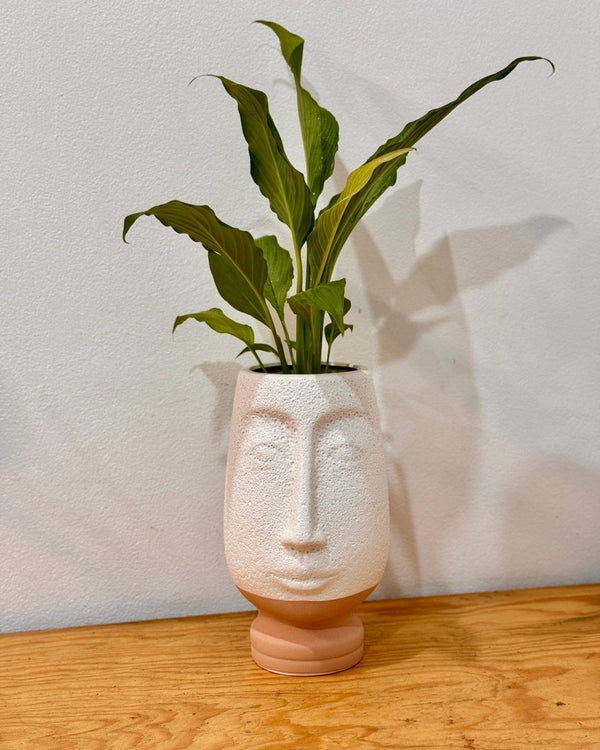 Potted Hydroponic Vases - Plant Daddy