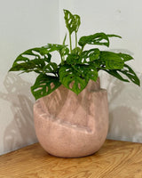 Relic Ceramic Pot - Plant Daddy