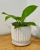 Renaissance Ceramic Pot - Plant Daddy