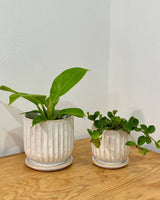 Renaissance Ceramic Pot - Plant Daddy