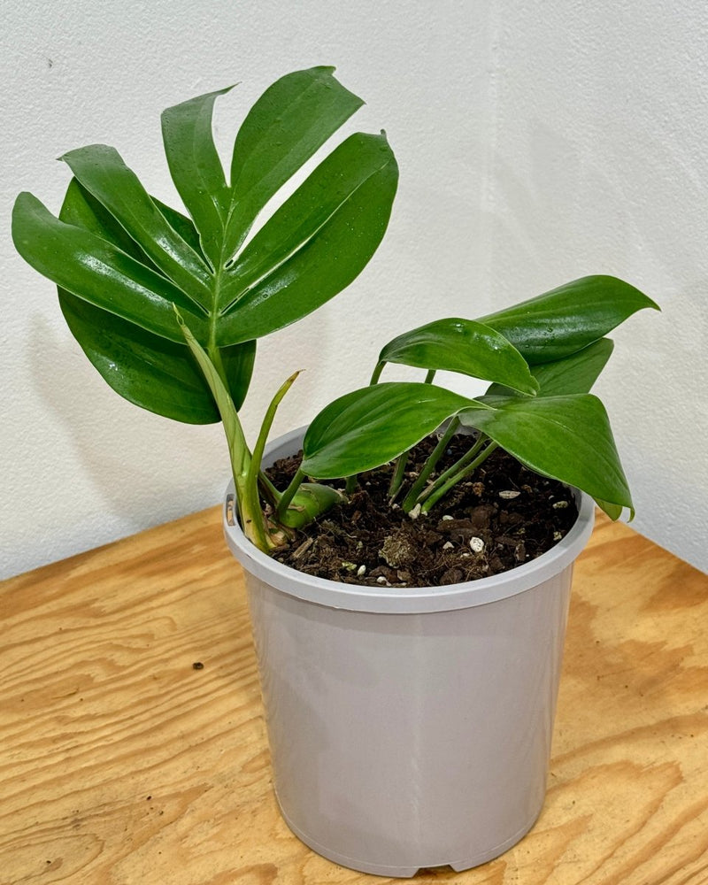 Rhaphidophora decursiva (Dragons Tail) - Plant Daddy