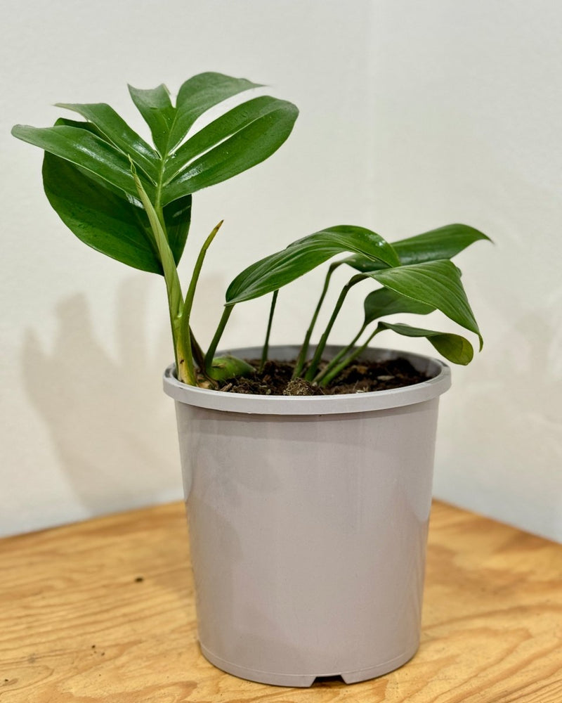 Rhaphidophora decursiva (Dragons Tail) - Plant Daddy