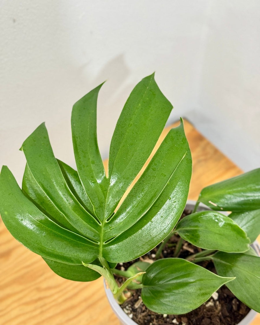 philodendron dragon tail vs rhaphidophora decursiva Rhaphidophora decursiva (Dragons Tail)