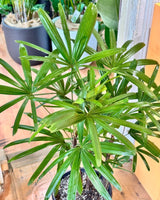 Rhapis excelsa (Lady Palm) - Plant Daddy