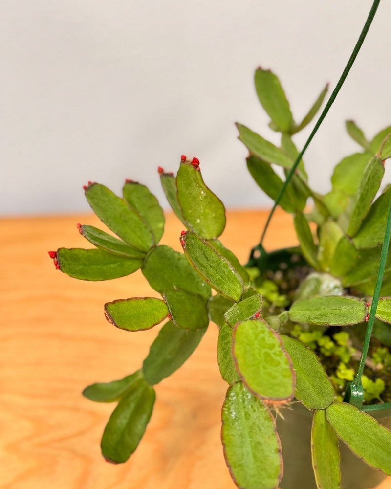 Rhipsalidopsis gaetneri (Easter Cactus) - Plant Daddy