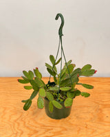 Rhipsalidopsis gaetneri (Easter Cactus) - Plant Daddy