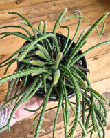 Rhipsalis baccifera f. horrida - Plant Daddy
