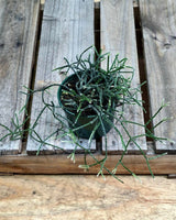 Rhipsalis baccifera f. horrida - Plant Daddy