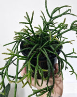 Rhipsalis baccifera ssp. delphinensis - Plant Daddy