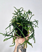 Rhipsalis baccifera ssp. delphinensis - Plant Daddy