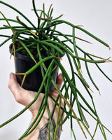 Rhipsalis crythrocarpa ‘Red Coral’ - Plant Daddy