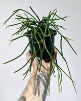 Rhipsalis crythrocarpa ‘Red Coral’ - Plant Daddy