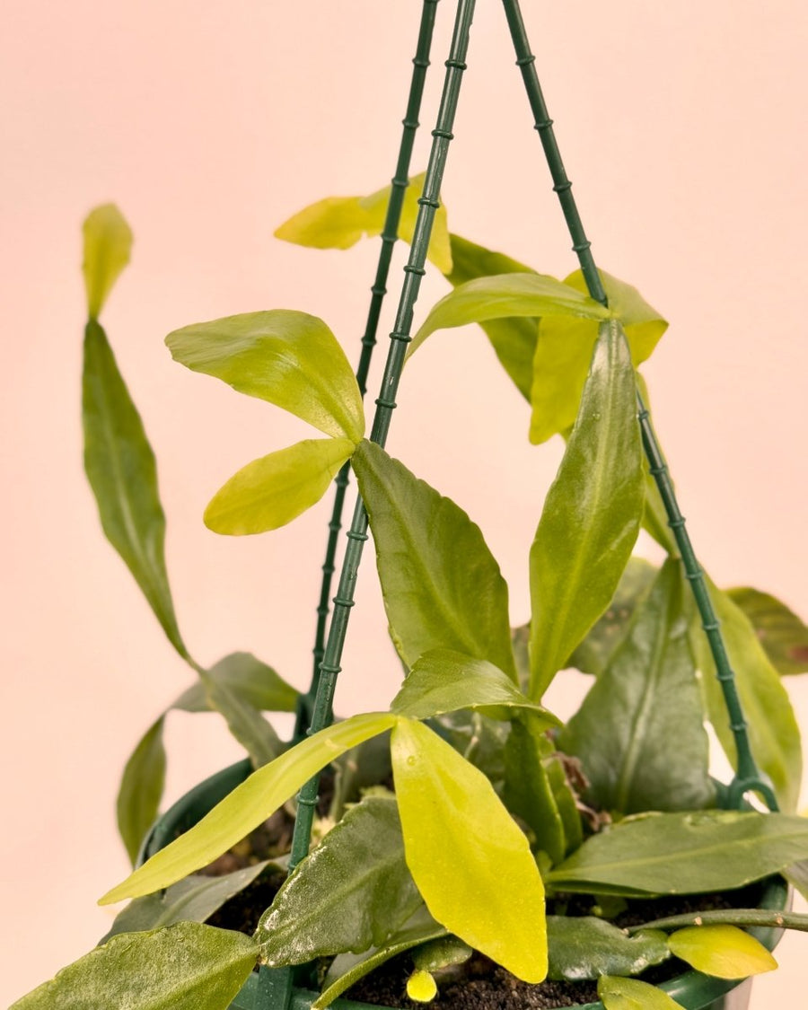 Rhipsalis elliptica (Brazilian Cacti)