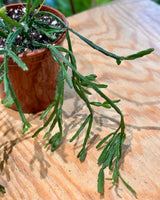Rhipsalis ewaldiana - Plant Daddy