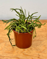 Rhipsalis micrantha - Plant Daddy