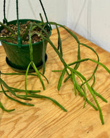 Rhipsalis trigona - Plant Daddy