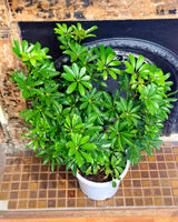 Schefflera arboricola (Dwarf Umbrella Tree) - Plant Daddy