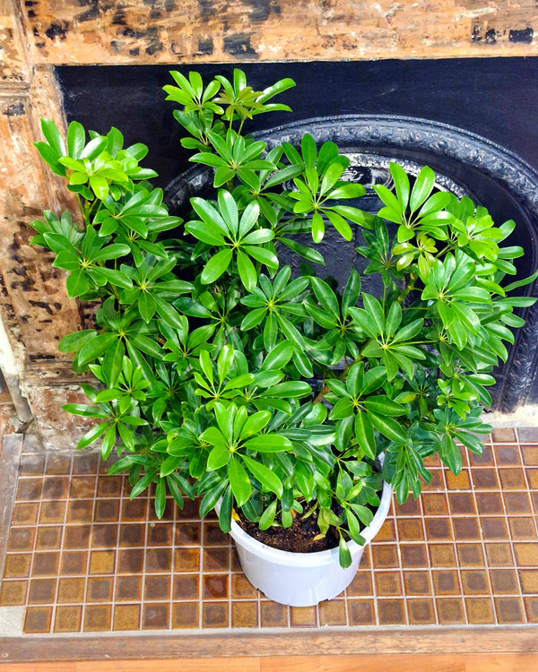 Schefflera arboricola (Dwarf Umbrella Tree) - Plant Daddy