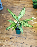 Dieffenbachia 'Star Bright' - Plant Daddy