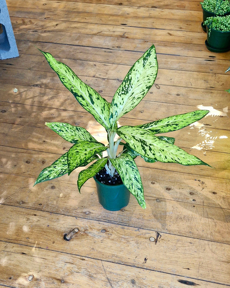 Dieffenbachia 'Star Bright' - Plant Daddy