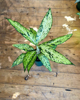 Dieffenbachia 'Star Bright' - Plant Daddy