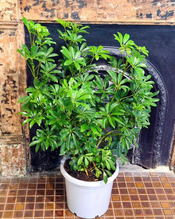 Schefflera arboricola (Dwarf Umbrella Tree) - Plant Daddy