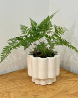Sand Castle Ceramic Pot - Plant Daddy