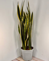 Sansevieria ‘Black Gold’ (Snake plant) - Plant Daddy