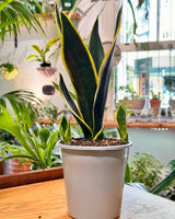 Sansevieria ‘Black Gold’ (Snake plant) - Plant Daddy
