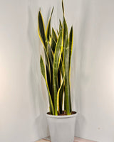 Sansevieria ‘Black Gold’ (Snake plant) - Plant Daddy