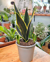 Sansevieria ‘Black Gold’ (Snake plant) - Plant Daddy