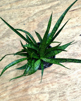 Sansevieria dooneri (Dwarf Sansevieria) - Plant Daddy
