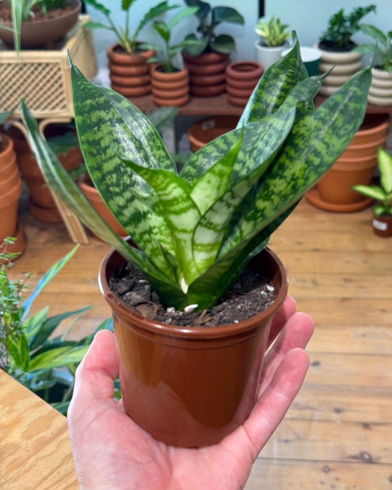 Sansevieria 'Hahnii' - Plant Daddy