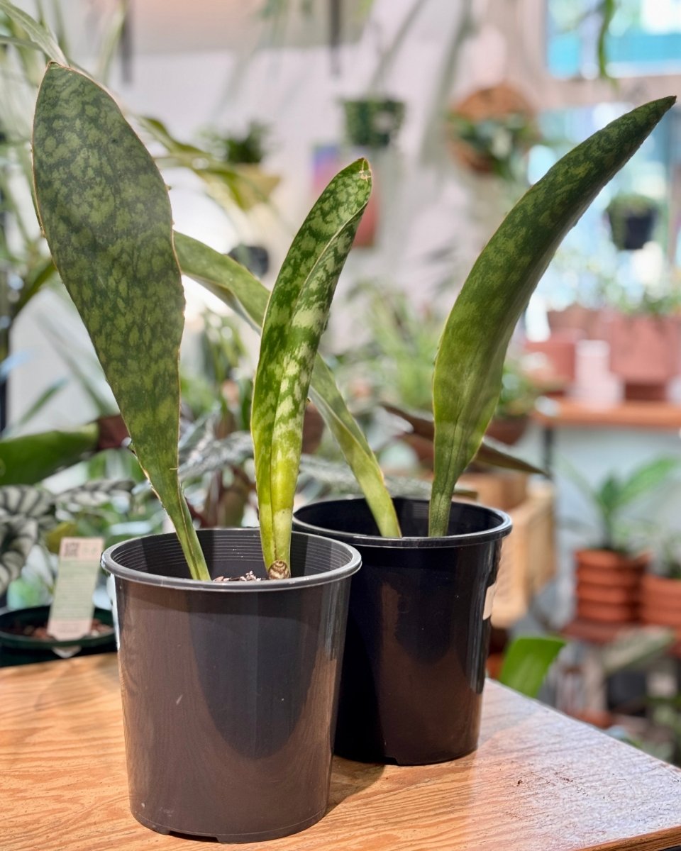 whale fin sansevieria australia Sansevieria masoniana (Whale Fin)