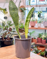Sansevieria masoniana (Whale Fin) - Plant Daddy