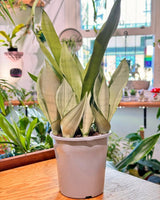 Sansevieria ‘Silver Sword’ (Snake plant) - Plant Daddy